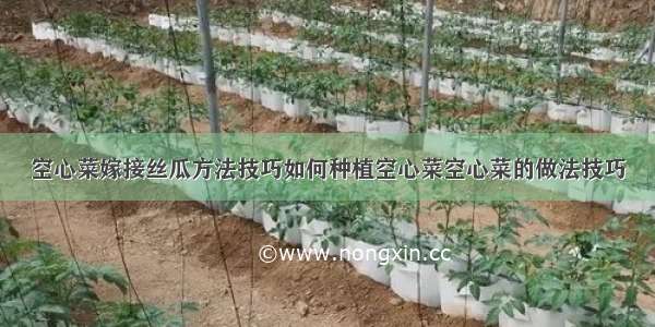 空心菜嫁接丝瓜方法技巧如何种植空心菜空心菜的做法技巧