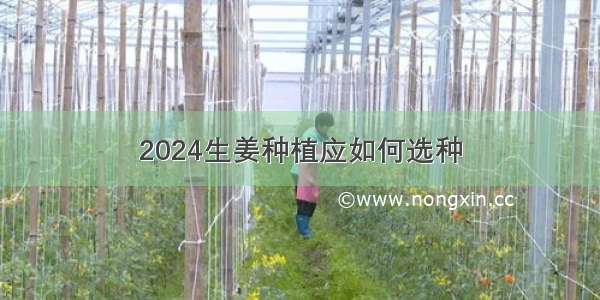 2024生姜种植应如何选种