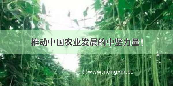 推动中国农业发展的中坚力量！